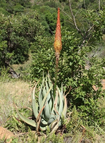 Gerstner's Aloe (Aloe gerstneri)
