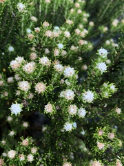 Phylica wittebergensis