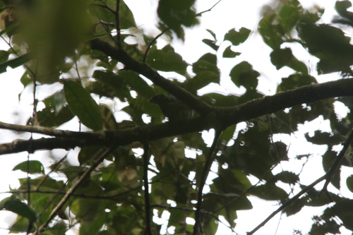 White-eared Bronze Cuckoo (Chalcites meyerii), photo 5