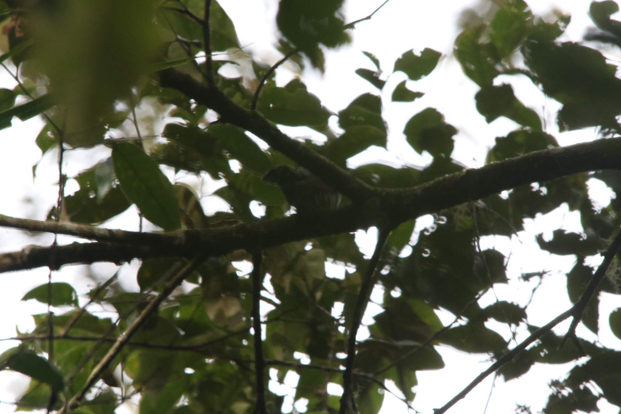 White-eared Bronze Cuckoo (Chalcites meyerii), photo 5