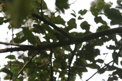 White-eared Bronze Cuckoo (Chalcites meyerii), photo 4