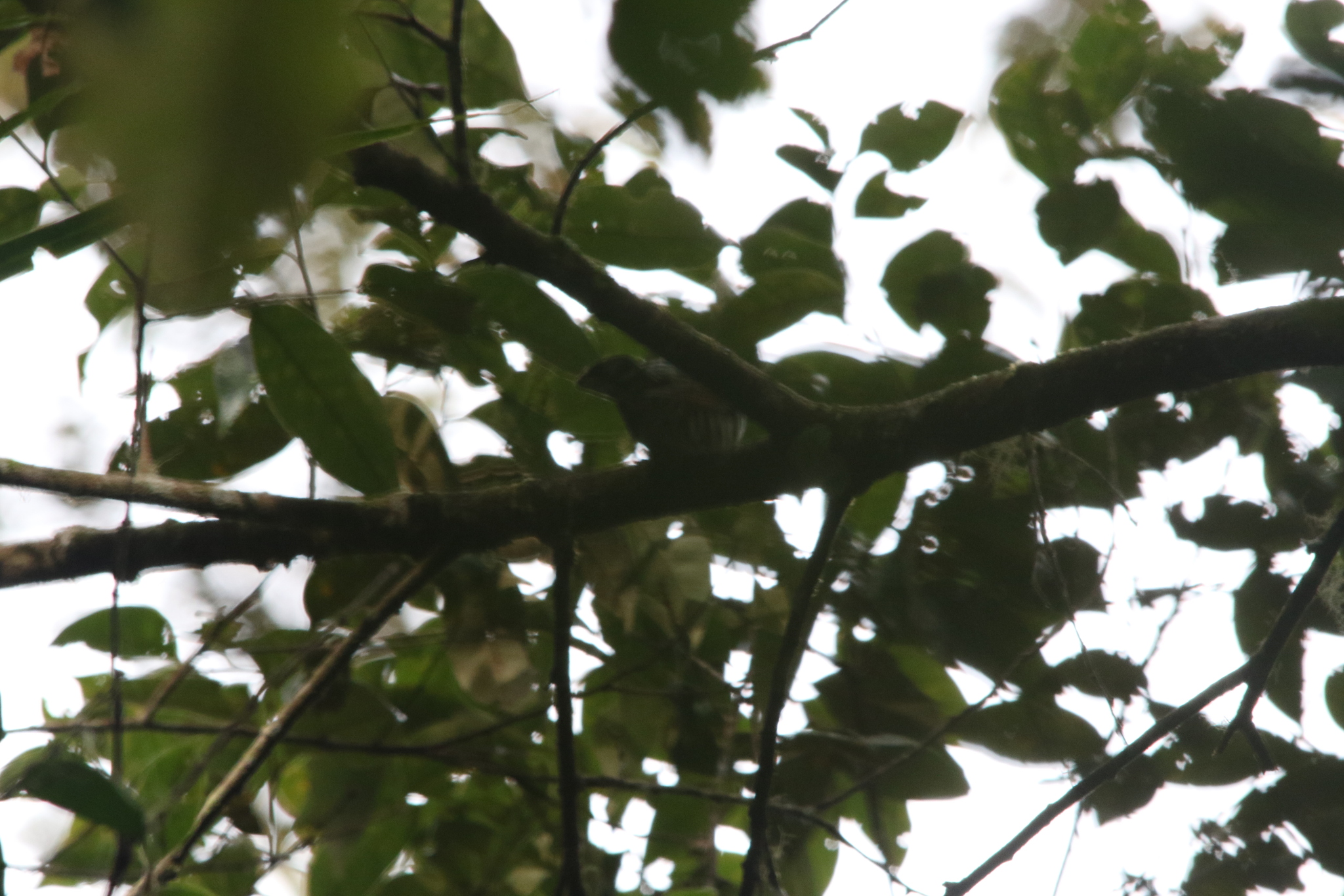 White-eared Bronze Cuckoo (Chalcites meyerii), photo 4
