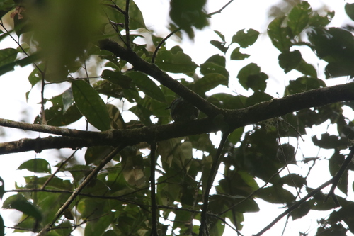 White-eared Bronze Cuckoo (Chalcites meyerii), photo 3