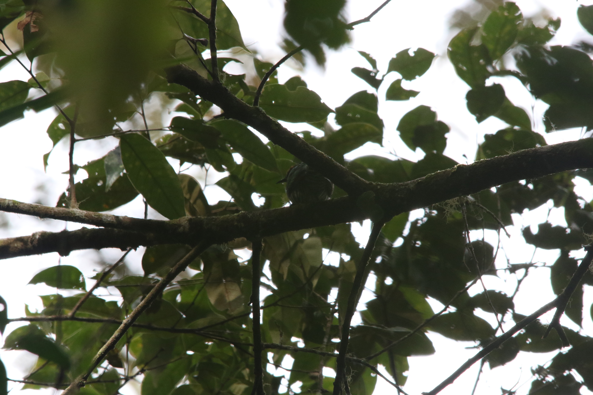 White-eared Bronze Cuckoo (Chalcites meyerii), photo 3