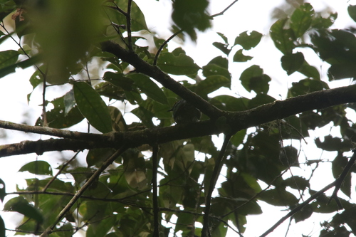 White-eared Bronze Cuckoo (Chalcites meyerii), photo 6