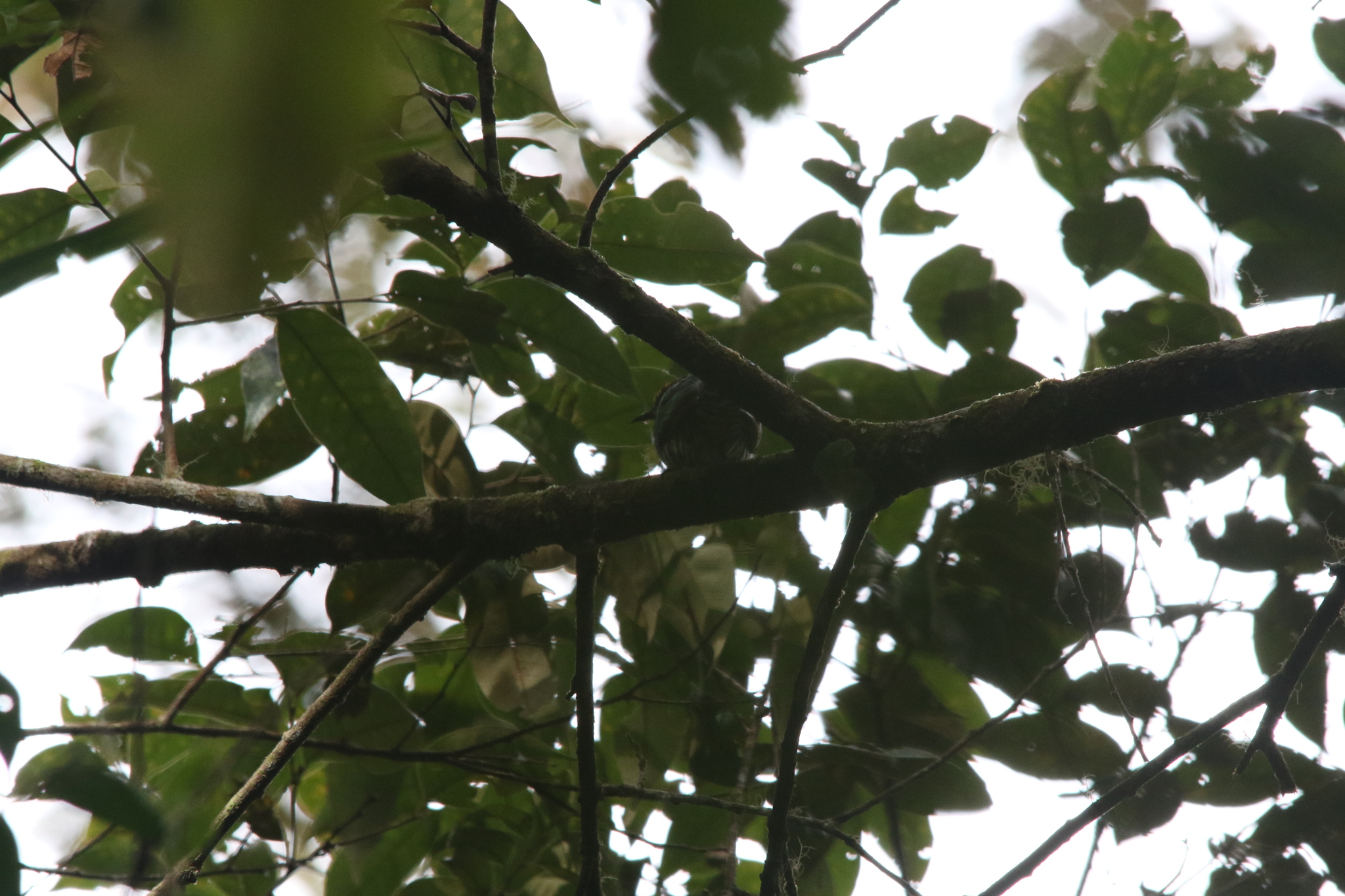White-eared Bronze Cuckoo (Chalcites meyerii), photo 6