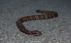 Agkistrodon russeolus