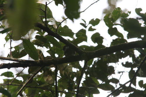 White-eared Bronze Cuckoo (Chalcites meyerii), photo 2