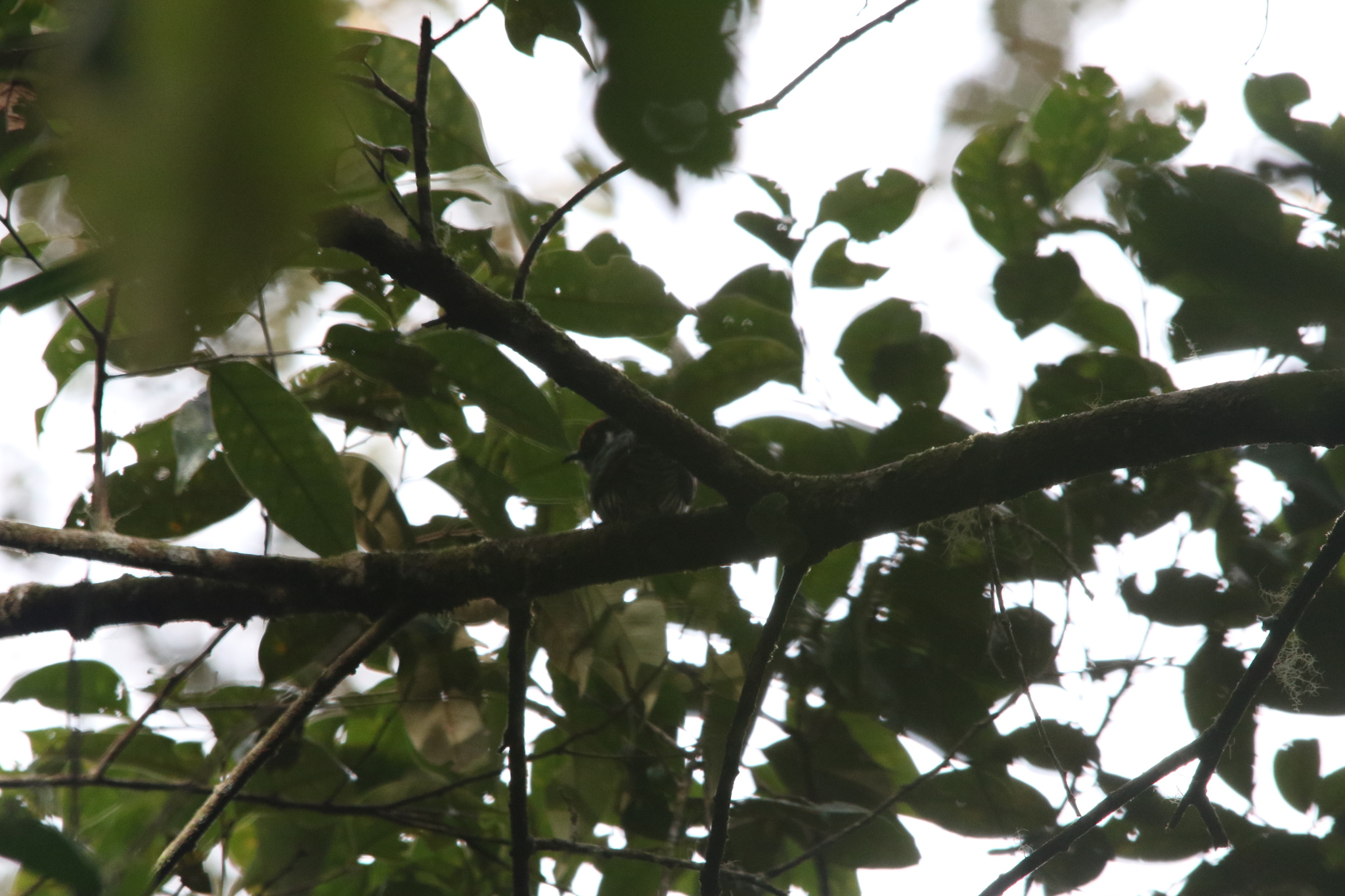 White-eared Bronze Cuckoo (Chalcites meyerii), photo 2