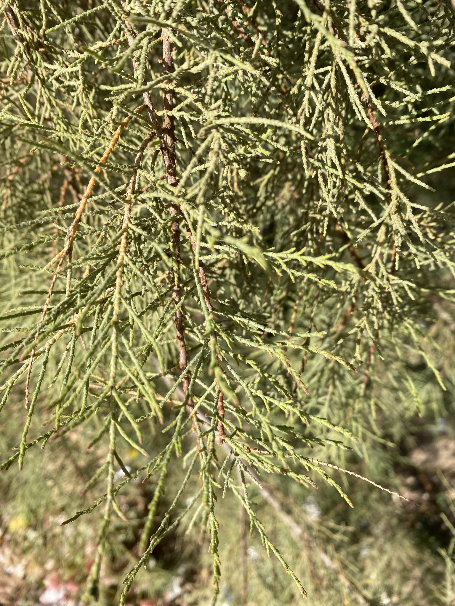 Tamarix amplexicaulis