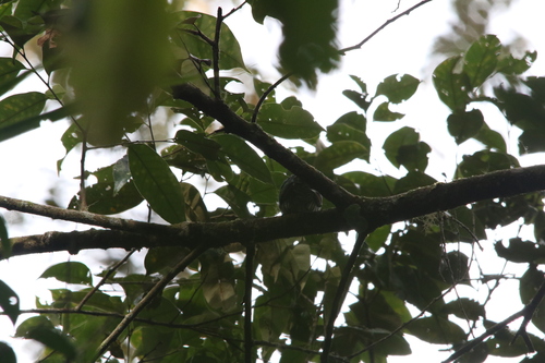 White-eared Bronze Cuckoo (Chalcites meyerii), photo 7