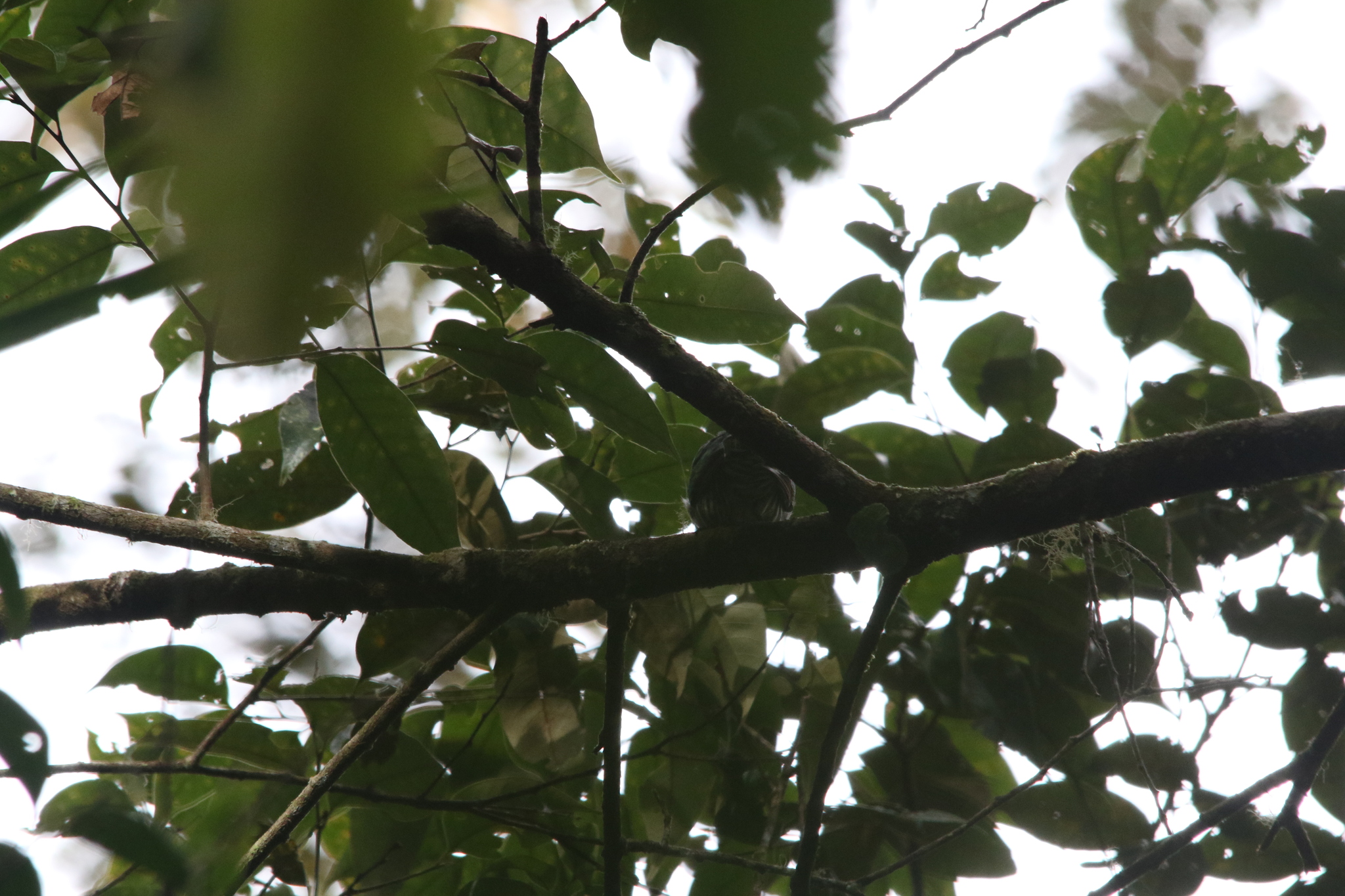 White-eared Bronze Cuckoo (Chalcites meyerii), photo 7