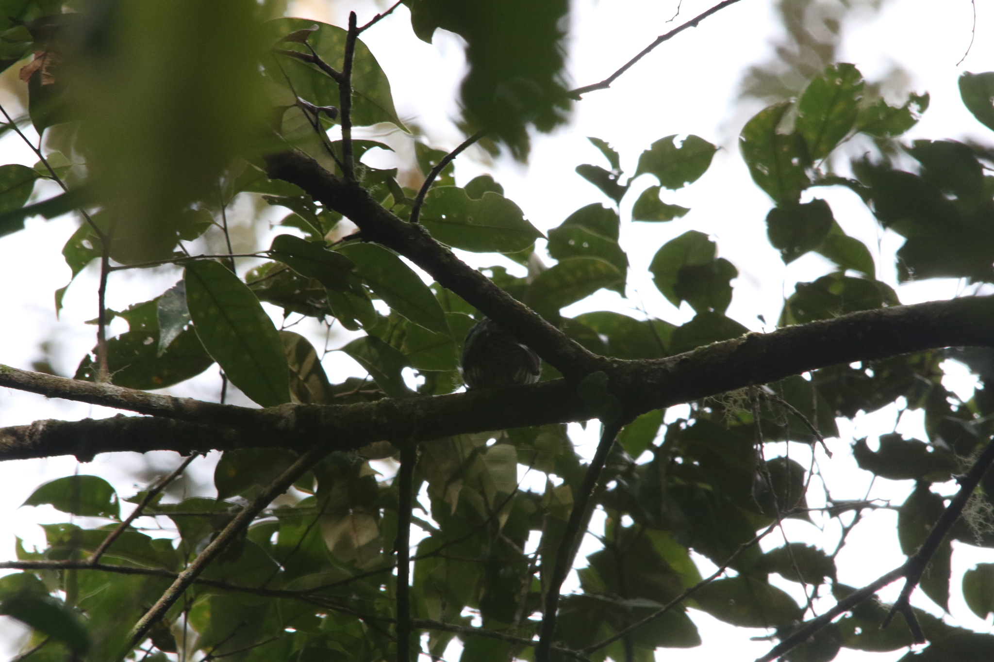 White-eared Bronze Cuckoo (Chalcites meyerii), photo 8