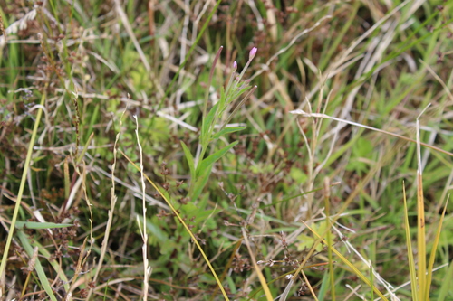 Swamp Willowherb (Epilobium pallidiflorum)