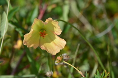 Papaver angustifolium