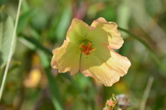 Papaver angustifolium