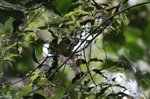 Vogelkop Scrubwren (Aethomyias rufescens), photo 4