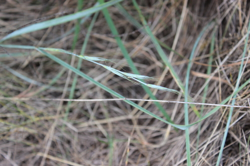 Native Wheatgrass (Anthosachne solandri)