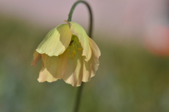 Papaver angustifolium