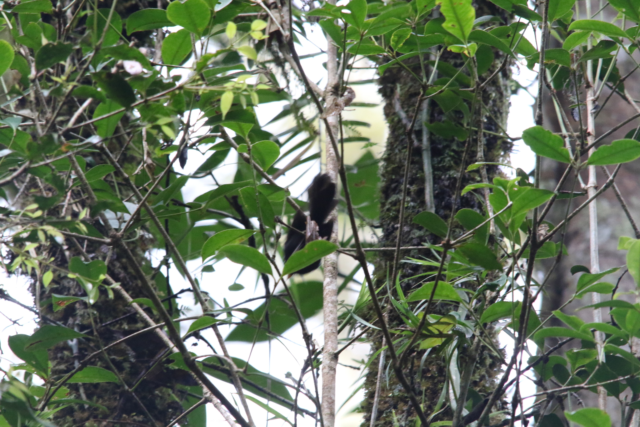 Black Fantail (Rhipidura atra), photo 6