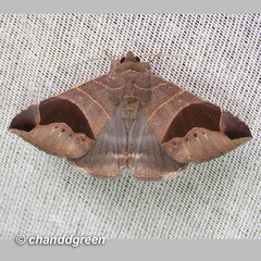 Bastilla joviana