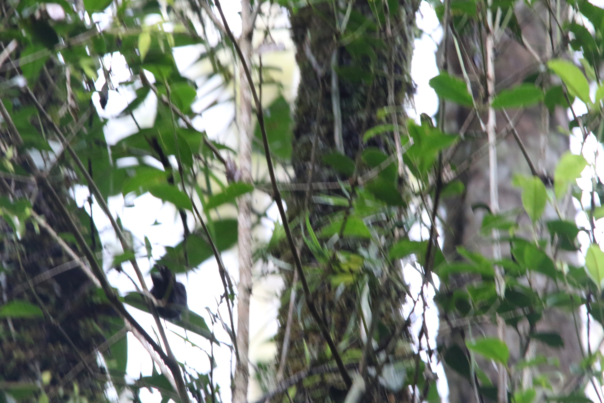 Black Fantail (Rhipidura atra), photo 7
