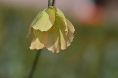 Papaver angustifolium