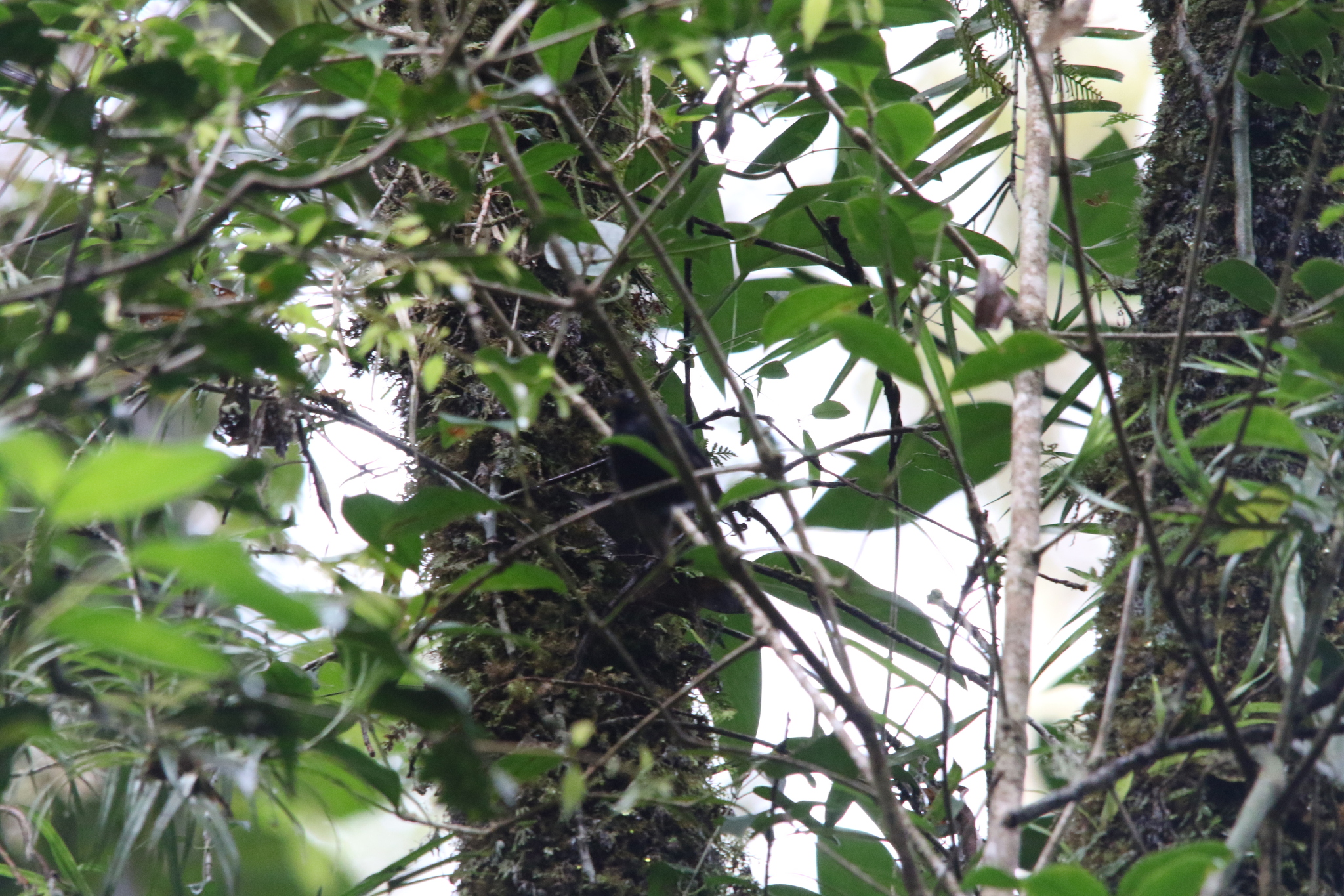Black Fantail (Rhipidura atra), photo 8