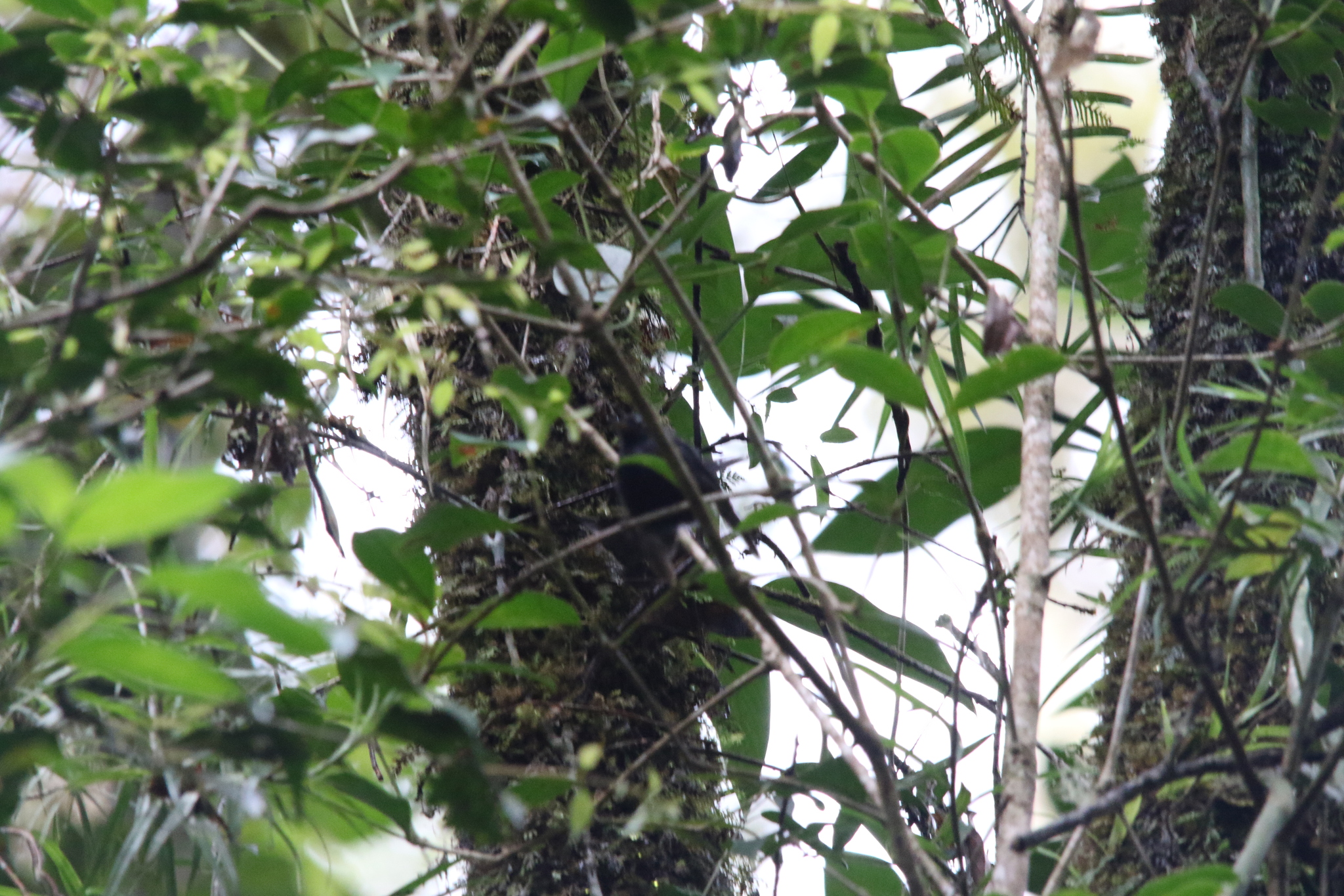 Black Fantail (Rhipidura atra), photo 5