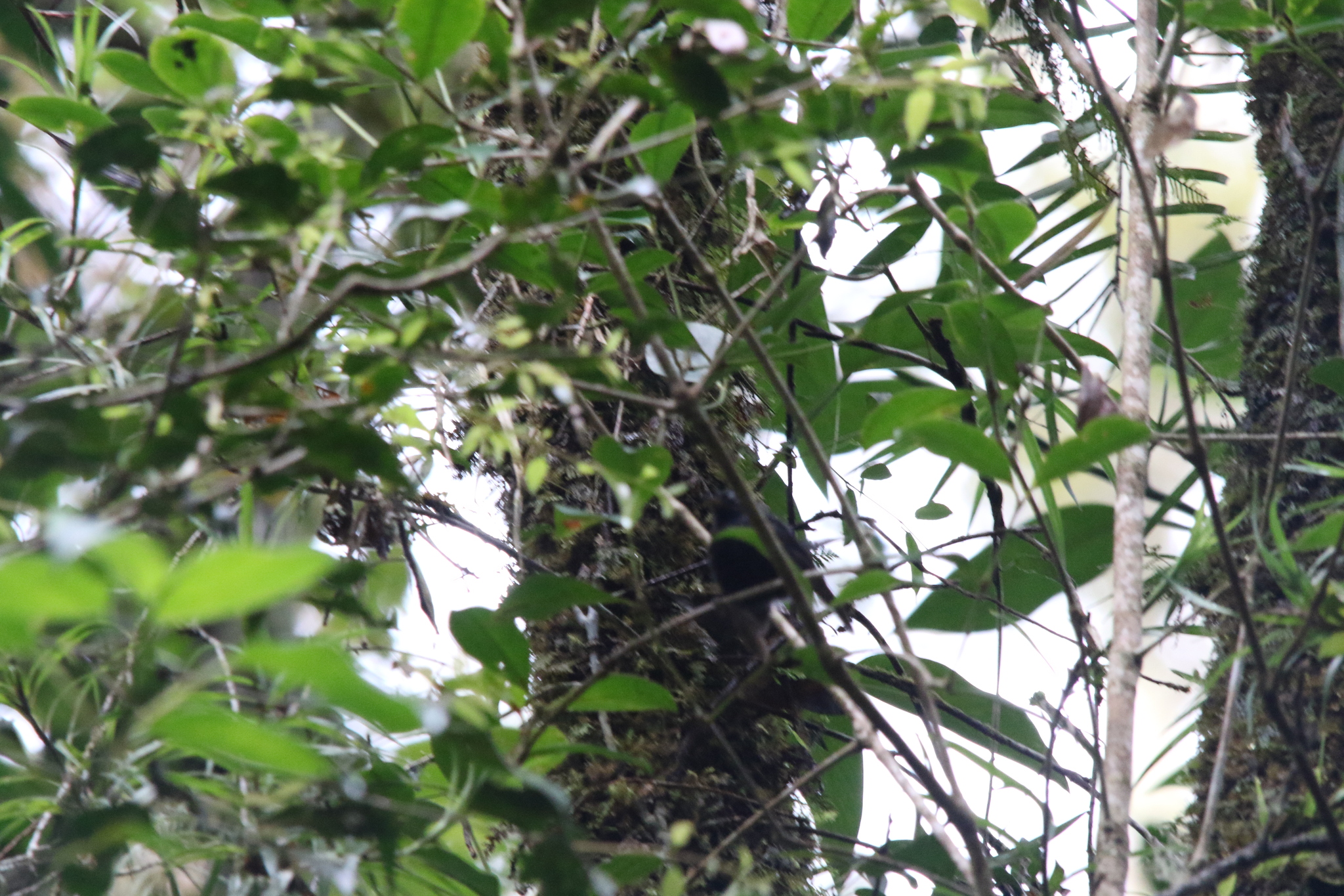 Black Fantail (Rhipidura atra), photo 4