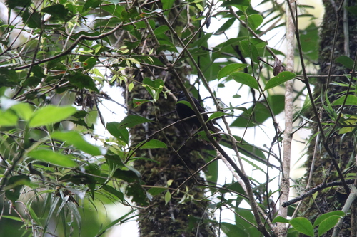 Black Fantail (Rhipidura atra), photo 2