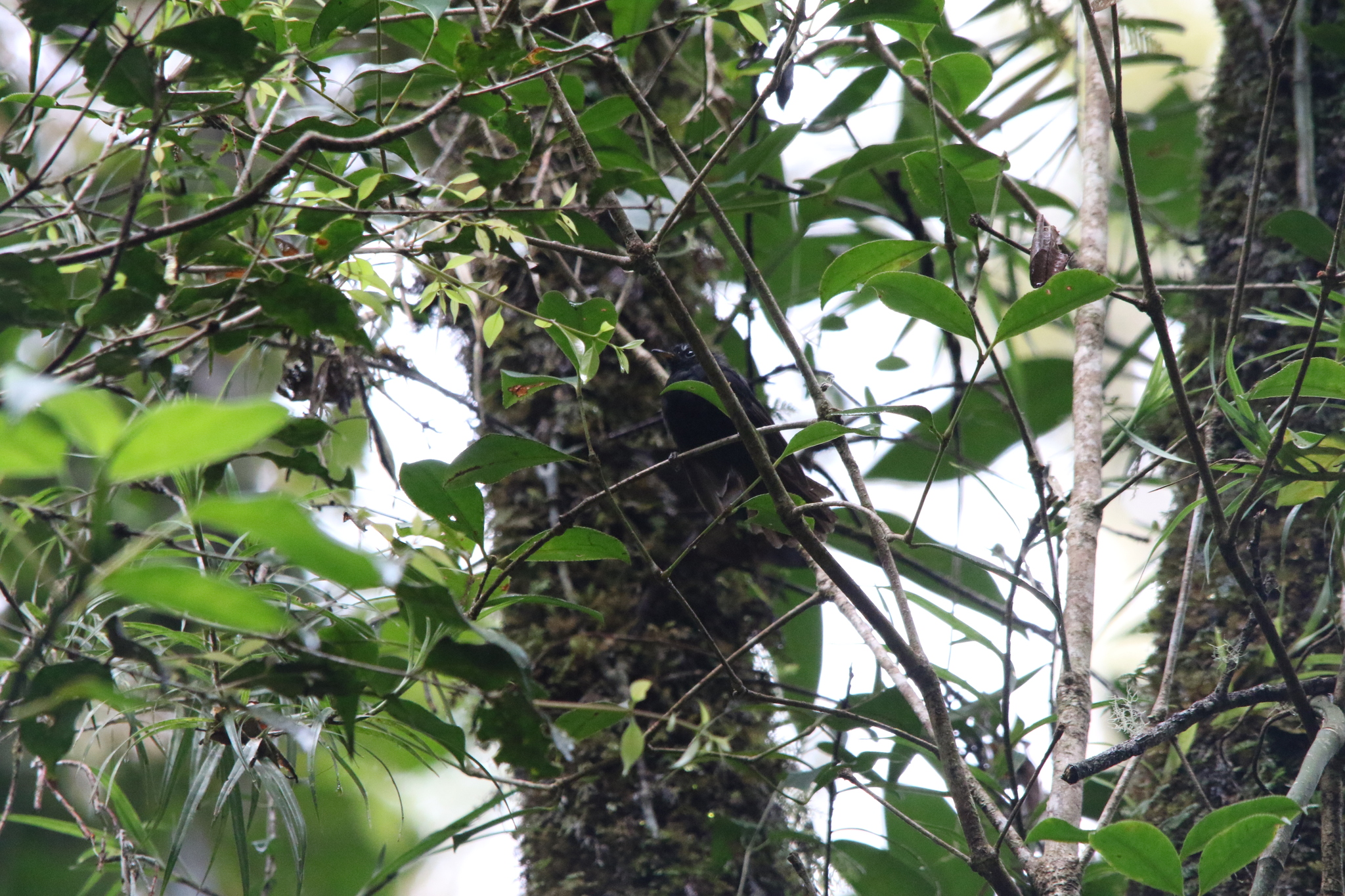 Black Fantail (Rhipidura atra), photo 2