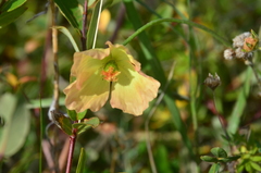Papaver angustifolium