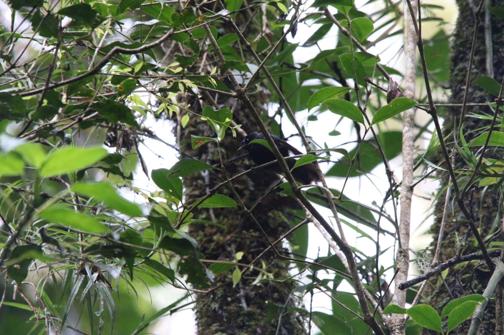 Black Fantail (Rhipidura atra), photo 3