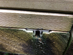 Technomyrmex jocosus