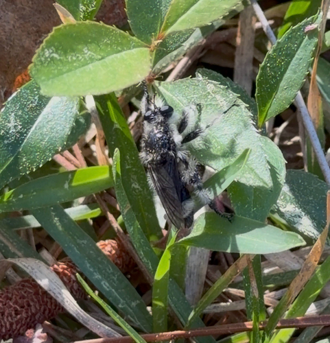 Unknown species found near Sams Point Rd, Beaufort, SC, US