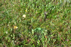 Papaver angustifolium