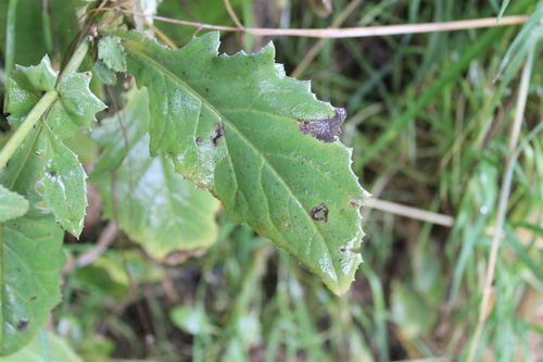 Senecio rufiglandulosus, photograph 2