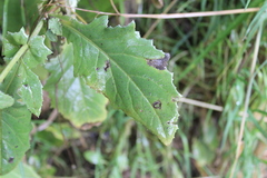 (c) Joe Dillon, some rights reserved (CC BY) Senecio rufiglandulosus, photograph (c) Joe Dillon, some rights reserved (CC BY)