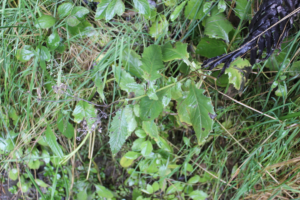 Senecio rufiglandulosus; photograph (c) Joe Dillon, some rights reserved (CC BY)
