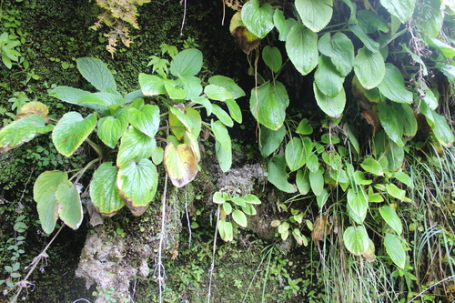 mountain foxglove (Ourisia macrophylla)