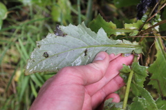 (c) Joe Dillon, some rights reserved (CC BY) Senecio rufiglandulosus, photograph (c) Joe Dillon, some rights reserved (CC BY)