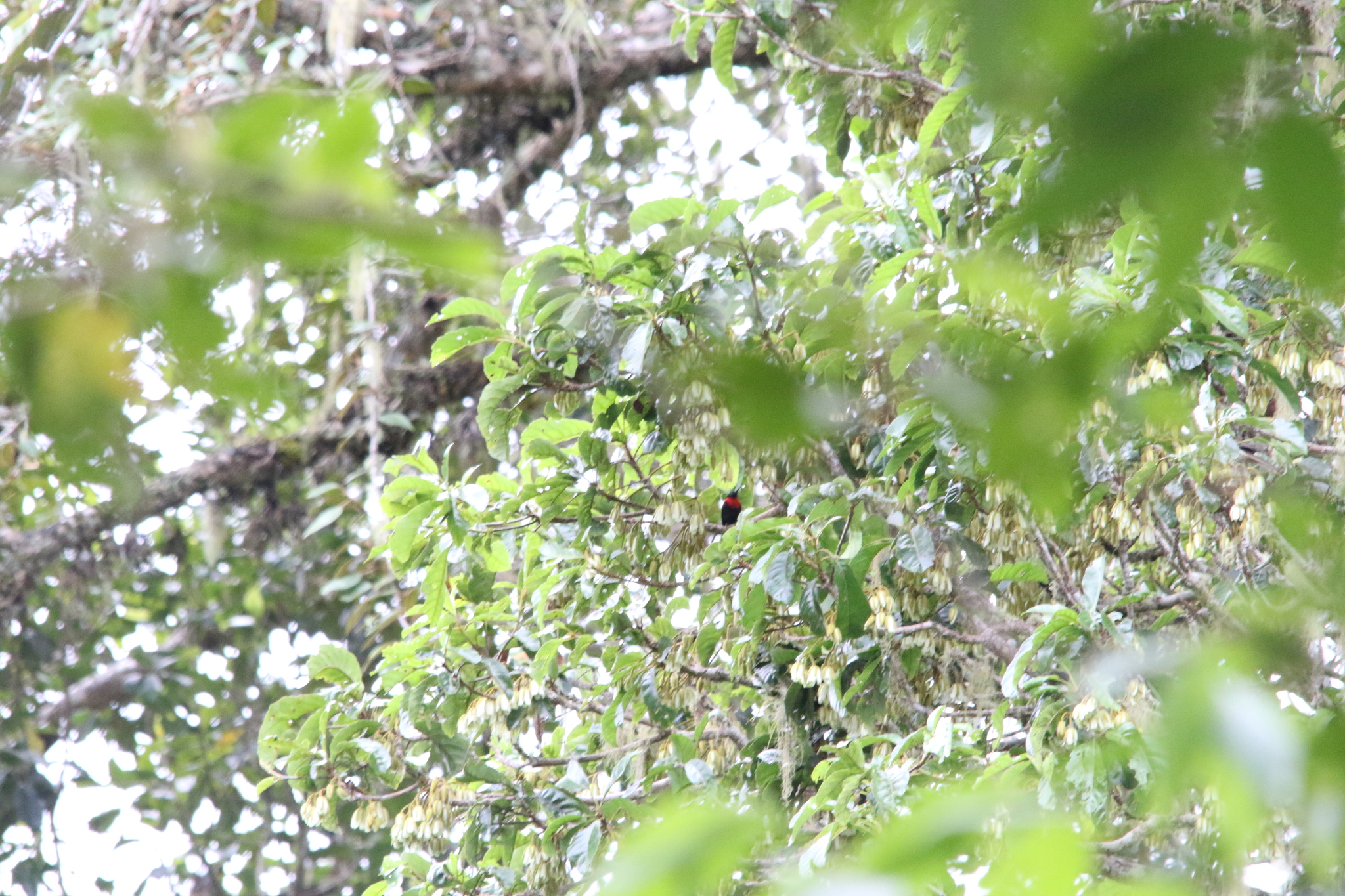 Red-collared Myzomela (Myzomela rosenbergii), photo 2