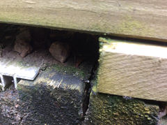 Technomyrmex jocosus