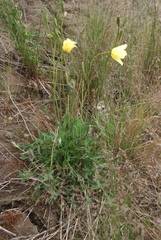 Papaver angustifolium