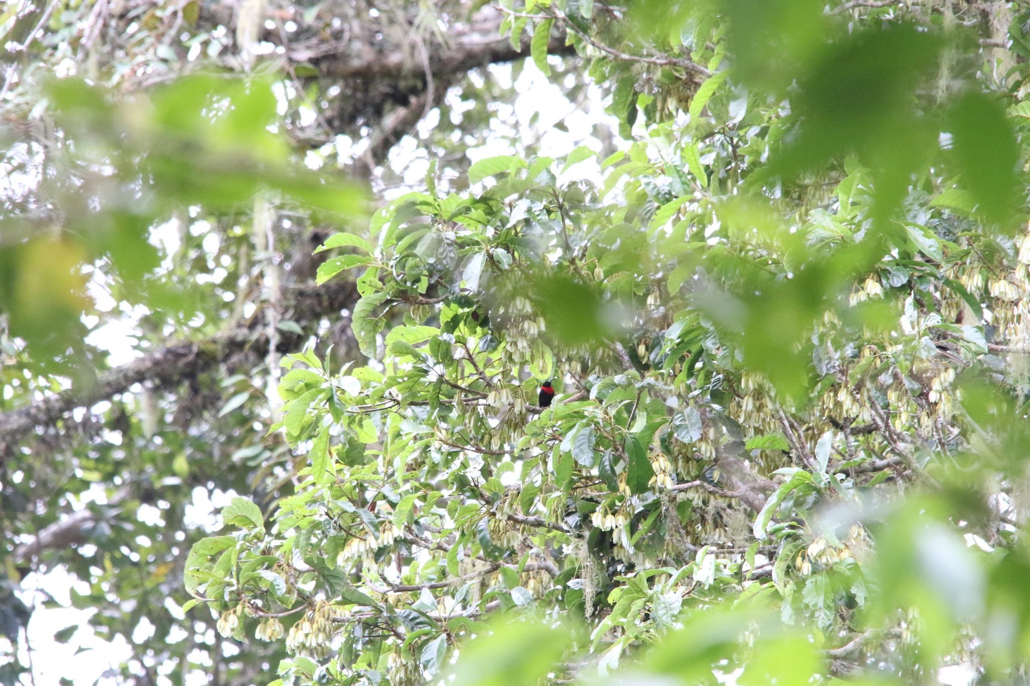 Red-collared Myzomela (Myzomela rosenbergii), photo 3