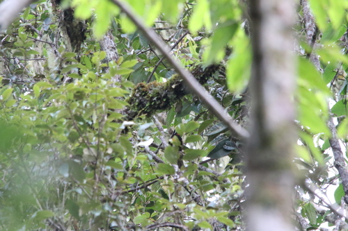 Vogelkop Melidectes (Melidectes leucostephes), photo 7