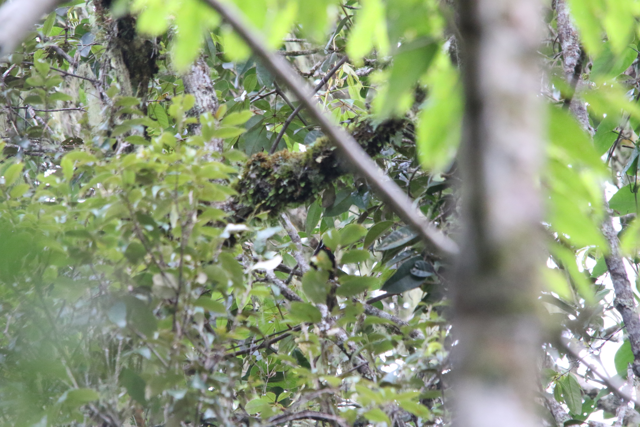 Vogelkop Melidectes (Melidectes leucostephes), photo 9