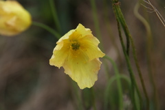 Papaver angustifolium