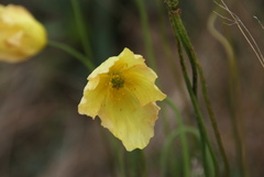 Papaver angustifolium
